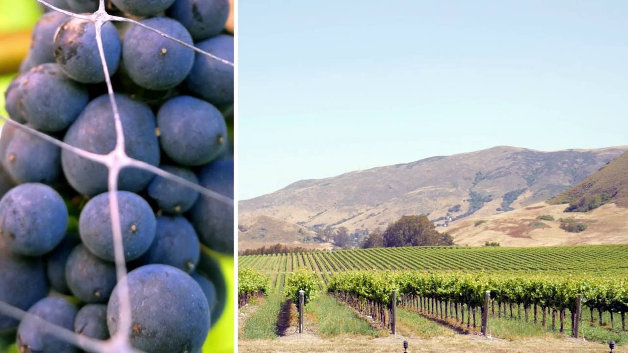 California Wine Month in San Luis Obispo