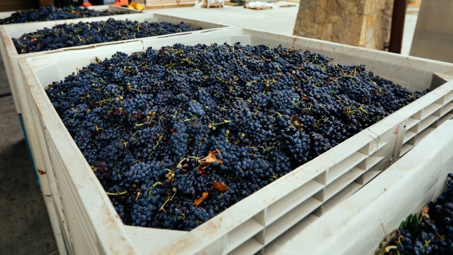 What happens to wine grapes after they’re harvested?