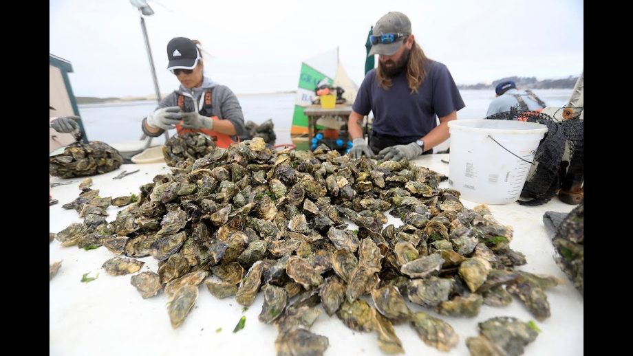 How one Morro Bay oyster farmer brings fresh shellfish to your plate