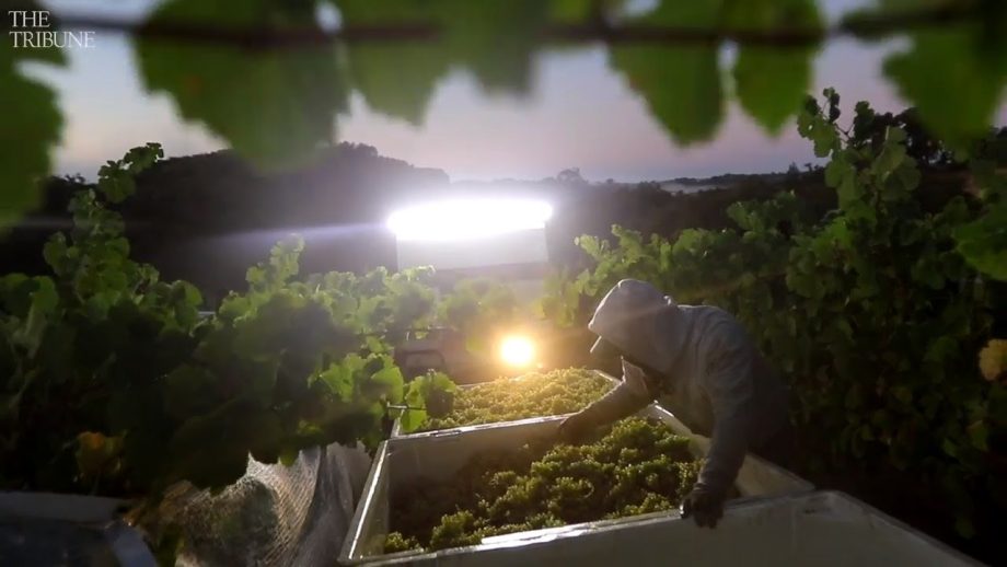 Watch the early-morning 2019 grape harvest at Alta Colina near Paso Robles