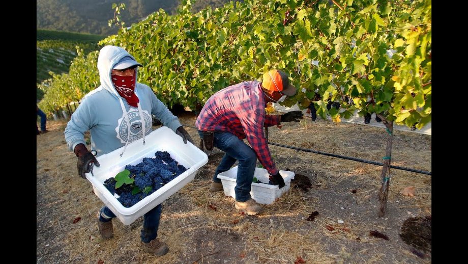 San Luis Obispo County vineyards began wine harvest ahead of hot weather