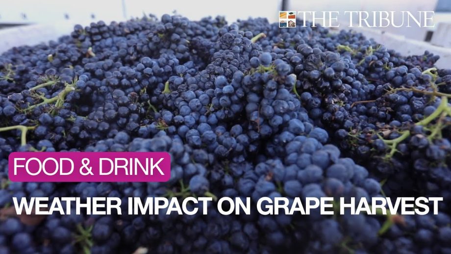 How Wet Winter, Cold Spring Affected One SLO County Winery